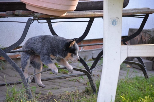 HILLARY - female - 7 weeks old